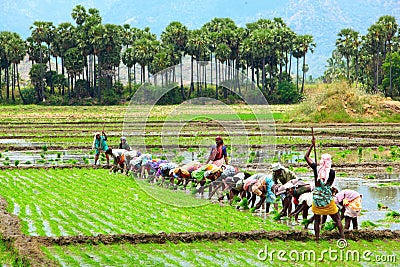 Farmer planting in the fields Editorial Stock Photo