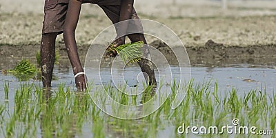 Farmer planting small green corp plants on a muddy field for agriculture Stock Photo