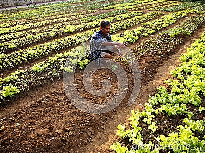 A farmer plants lettuce sprouts at a vegetable farm. Editorial Stock Photo