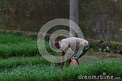 Farmer plants rice in rural China Editorial Stock Photo