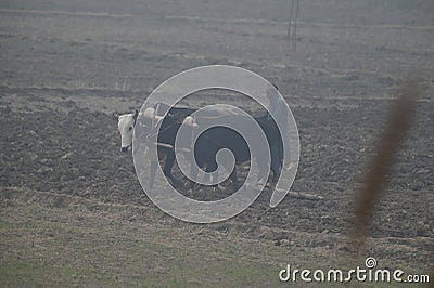 farmer is ploughing fields with ox in rural punjab, pakistan Stock Photo