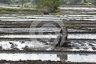 A farmer ploughs a rice paddy field in Sri Lanka. Editorial Stock Photo