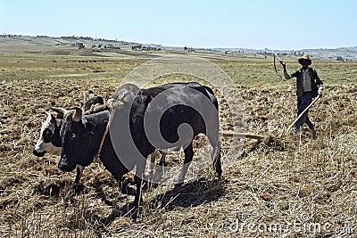 Farmer is with plow and oxen plowing the field Editorial Stock Photo