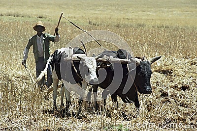 Farmer is with plow and oxen plowing the field Editorial Stock Photo