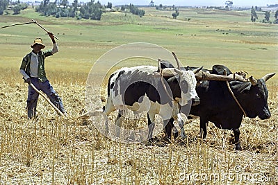 Farmer is with plow and oxen plowing the field Editorial Stock Photo