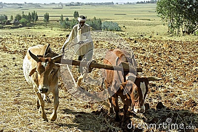 Farmer is with plow and oxen plowing his field Editorial Stock Photo