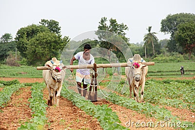 Farmer Plowing Stock Photo