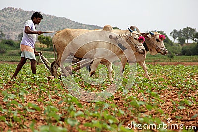 Farmer Plowing Stock Photo