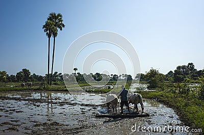 Farmer plowing with oxen flooded rice fields in Inwa Ava, Myanmar, back to the roots, sustainable agriculture Editorial Stock Photo