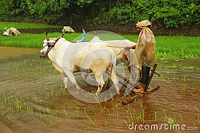 Farmer plowing rice paddy field with a pair of oxen, near Lavasa Editorial Stock Photo