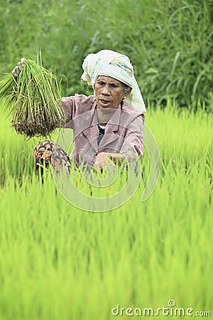 Farmer preparing rice sprouts Editorial Stock Photo