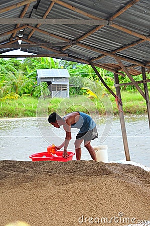 A farmer is preparing to feed pangasius catfish in his farm pond Editorial Stock Photo