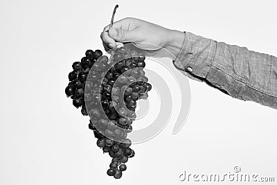 Farmer presents his harvest. Male hand holds bunch of grapes Stock Photo