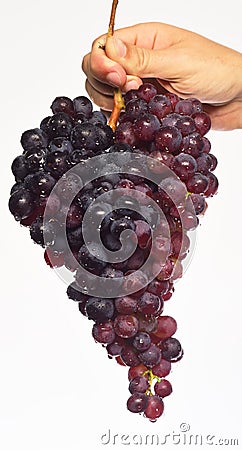 Farmer presents his harvest. Winegrower shows cluster of grapes. Stock Photo