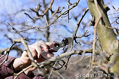 Farmer pruning apple tree in orchard Stock Photo