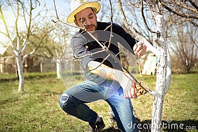 Farmer pruning branches of the fruit tree pruners Stock Photo