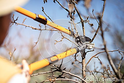 Farmer pruning fruit tree, garden work Stock Photo