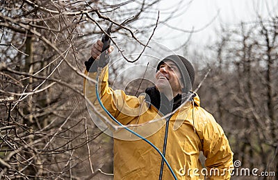 Farmer pruning fruit tree Stock Photo