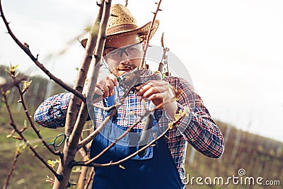 Farmer pruning fruit trees in orchard Stock Photo