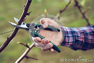 Farmer pruning fruit trees in spring garden Stock Photo