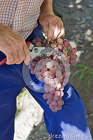 Farmer pruning grapes Stock Photo