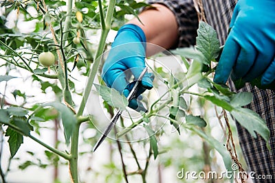 Farmer pruning lateral shoots of tomatoes in greenhouse Stock Photo