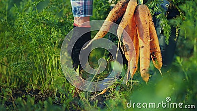 The farmer pulls out a juicy carrot in the garden. Organic farm products Stock Photo