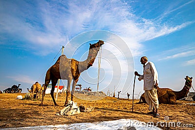 A farmer with its camel at pushkar camel festival Editorial Stock Photo