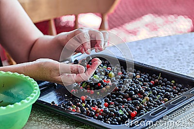 Farmer rejects and sorts fresh currants by hand. Stock Photo