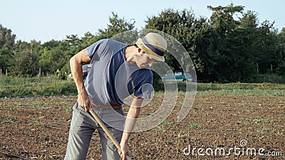 Farmer removes weeds by hoe in corn field with young growth at organic eco farm Stock Photo