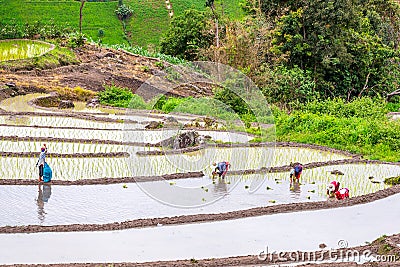 Farmer rice seedling. Editorial Stock Photo