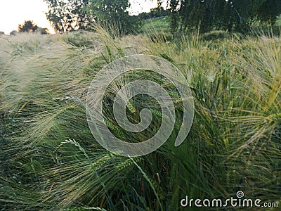 The farmer& x27;s barley crops on the field are green in the spring Stock Photo