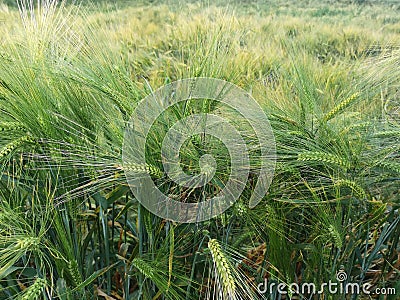 The farmer& x27;s barley crops on the field are green in the spring Stock Photo