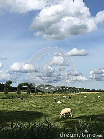 Landscape with a beautiful clouds and sheeps. Stock Photo