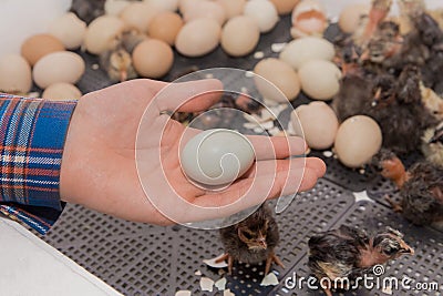 Farmer's hand close-up holding hatching chicken egg against background of chickens in incubator, poultry farming Stock Photo