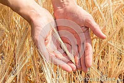 The farmer`s hand and the ears of ripe wheat growing in the summer Stock Photo