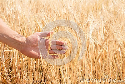 The farmer`s hand and the ears of ripe wheat growing in the summer Stock Photo