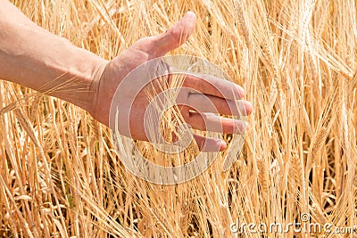 The farmer`s hand and the ears of ripe wheat growing in the summer Stock Photo