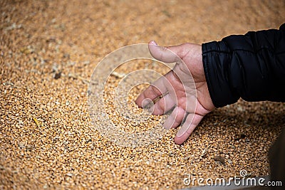 a farmer's hand picks grains in a heap of wheat grains drying at mill storage or grain elevator Stock Photo