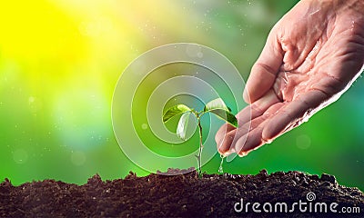 Farmer`s hand watering a plant. Young plant growing Stock Photo