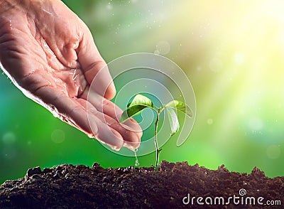 Farmer`s hand watering a plant. Young plant growing Stock Photo