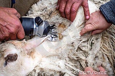 Farmer`s hands cutting sheep`s wool with electric machine. Shearing the wool of sheep close-up. muzzle of a sheep Stock Photo
