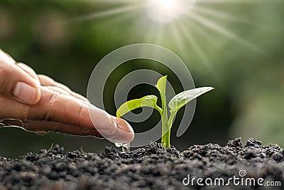 Farmer`s hands are watering and caring for trees, sustainable nature preservation ideas. Stock Photo