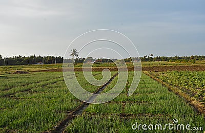 Farmer`s land Stock Photo