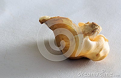 Farmer`s Market exotic mushrooms on white canvas in winter season Stock Photo