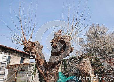 Farmer Sawing Mulberry Tree Stock Photo