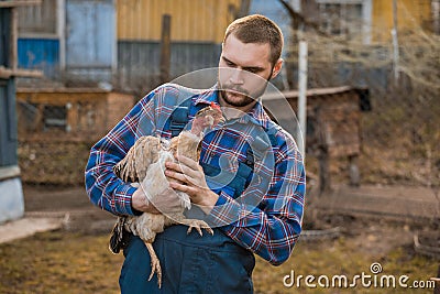 Farmer serious european caucasian rural portrait in countryside with beard, shirt and overalls looks at chicken with white neck in Stock Photo