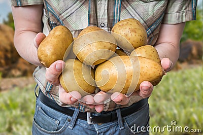 Farmer is showing and holds big potatoes in hands Stock Photo