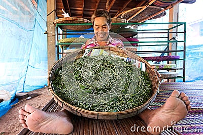 Farmer showing silkworm Stock Photo