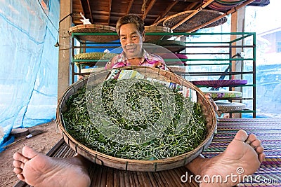 Farmer showing silkworm Stock Photo